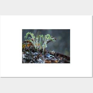 Fiddlehead Ferns Posters and Art